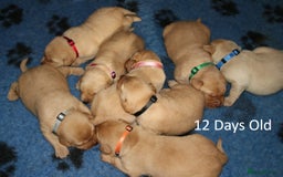 Labrador Retriever dogs for sale: Red Fox Labs : Health Checked-KC Reg-FTCH Pedigree - Image 3