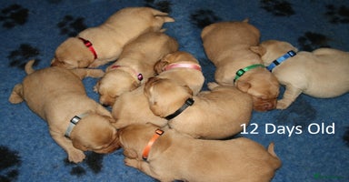 Labrador Retriever dogs - Advert 6