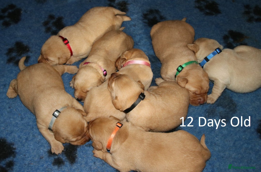 Labrador Retriever dogs for sale: Red Fox Labs : Health Checked-KC Reg-FTCH Pedigree - Image 3