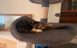 Mixed Breed cats for sale: Ready Now- Black and Tabby kittens, super friendly - Image 3