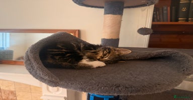 Mixed Breed cats - Advert 15