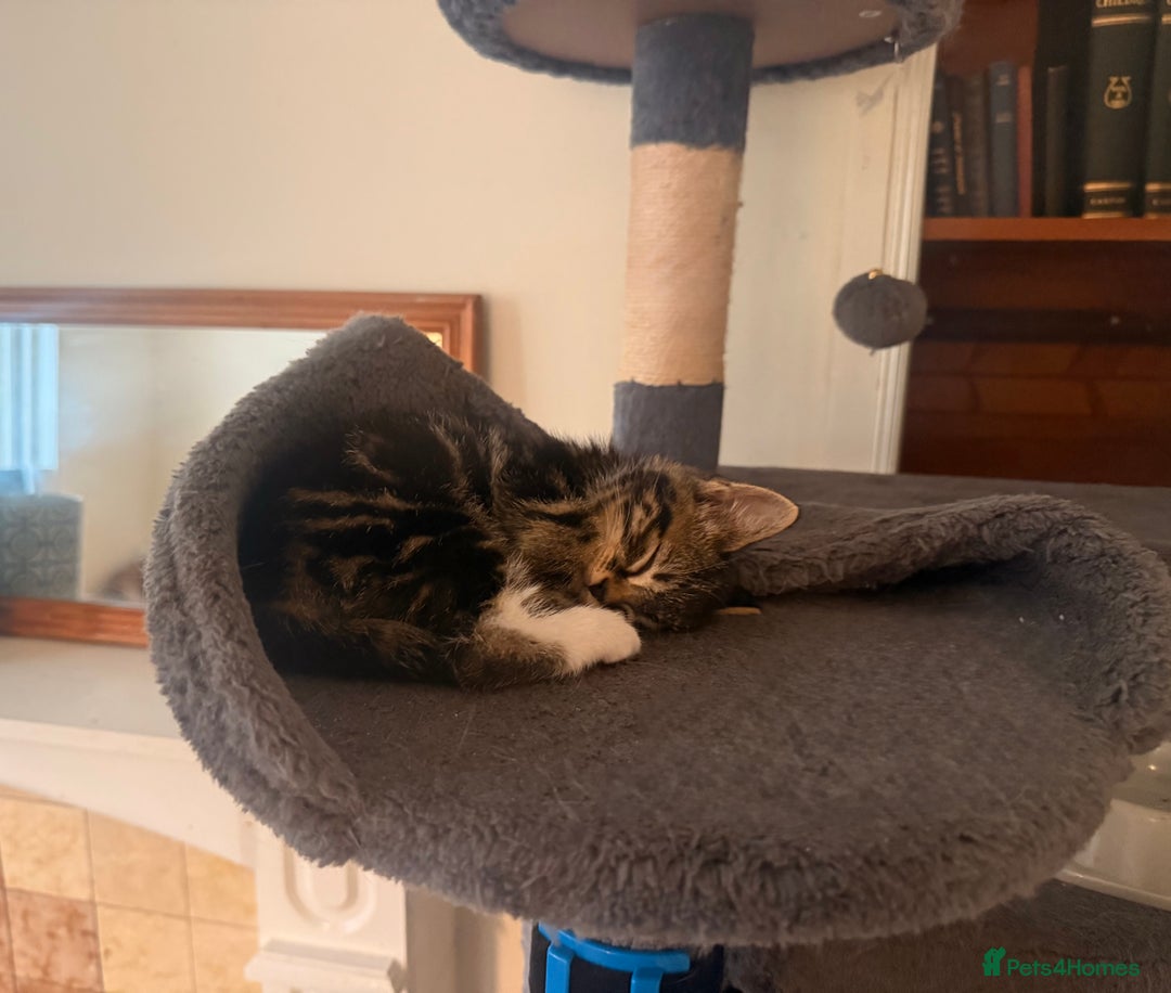 Mixed Breed cats for sale: Ready Now- Black and Tabby kittens, super friendly - Image 3