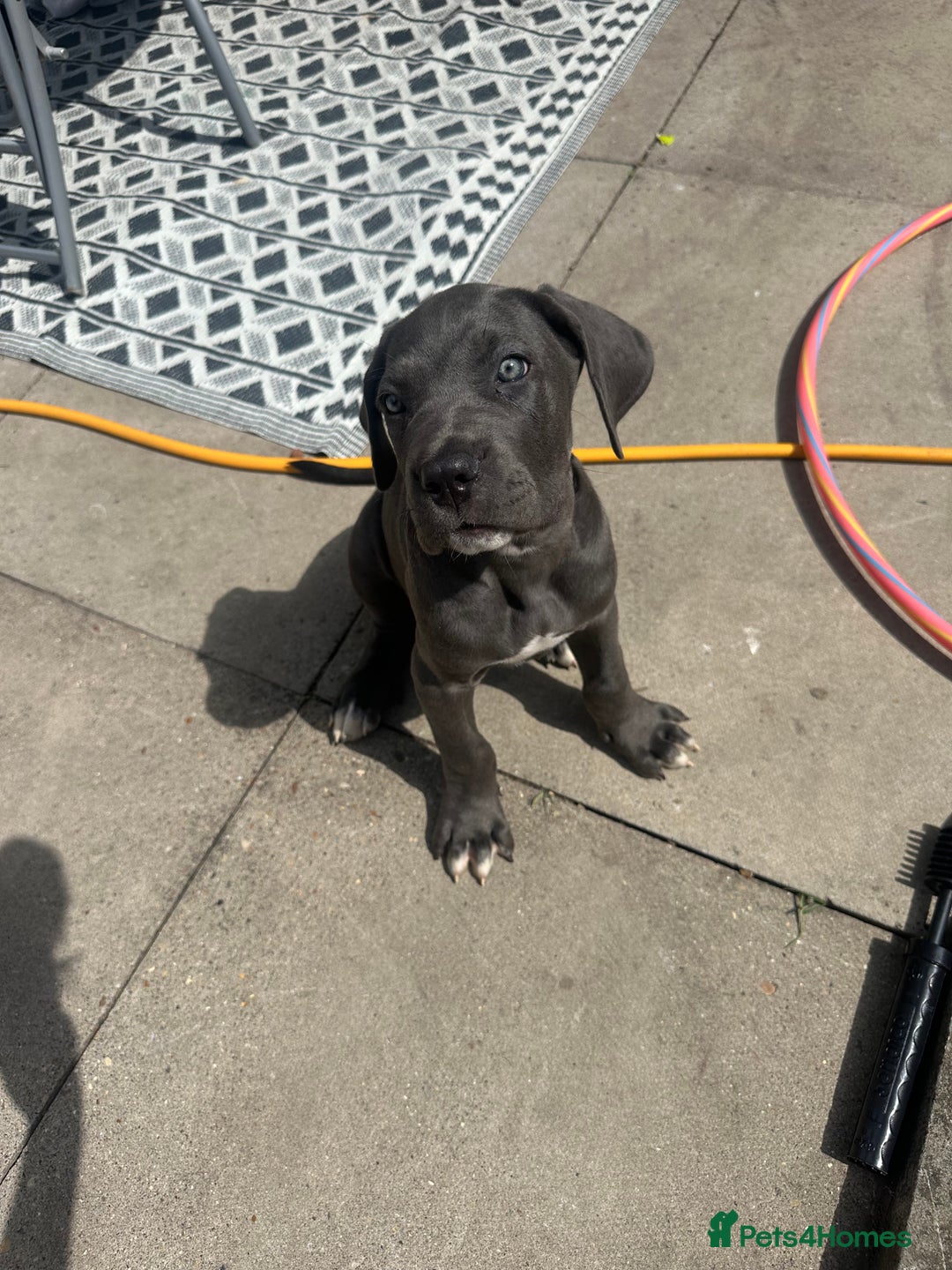 Cane Corso dogs for sale: Male cane corso puppy - Image 4