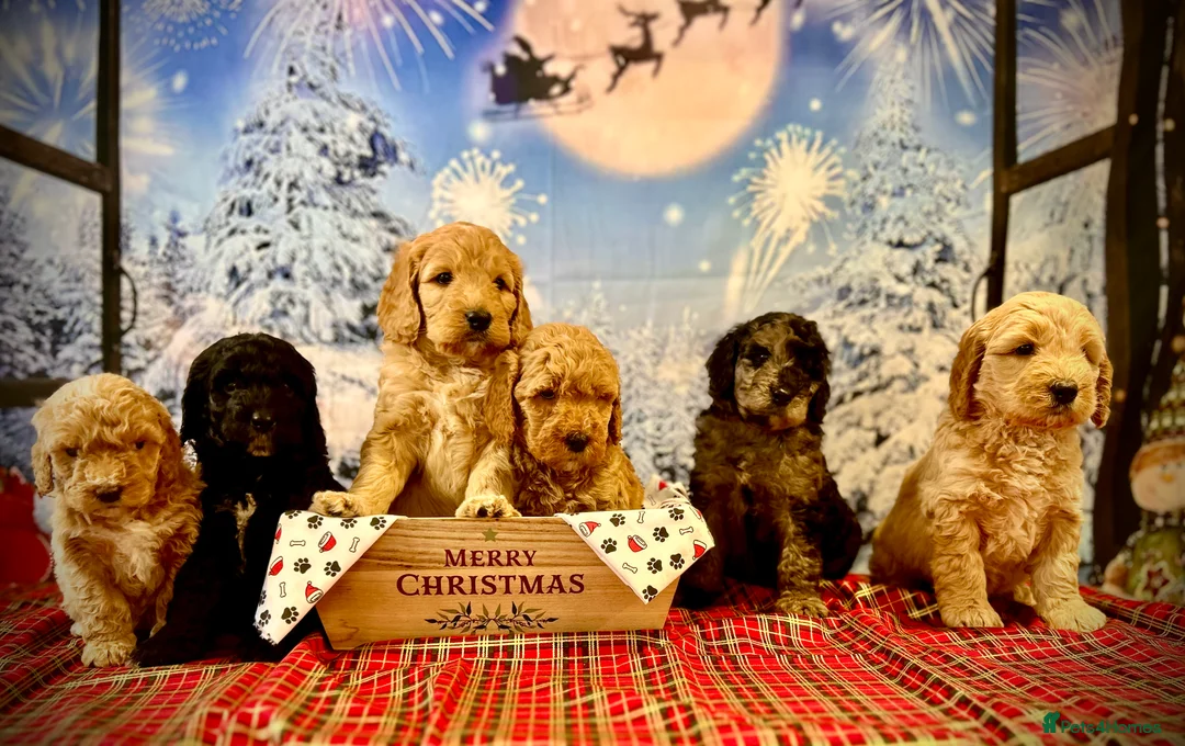 Double Doodle dogs for stud: Australian Double Doodle Stud in Swadlincote - Advert 7