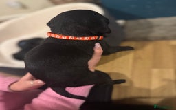 Labrador Retriever dogs for sale: Outstanding Litter of KC registered Labradors  - Image 26