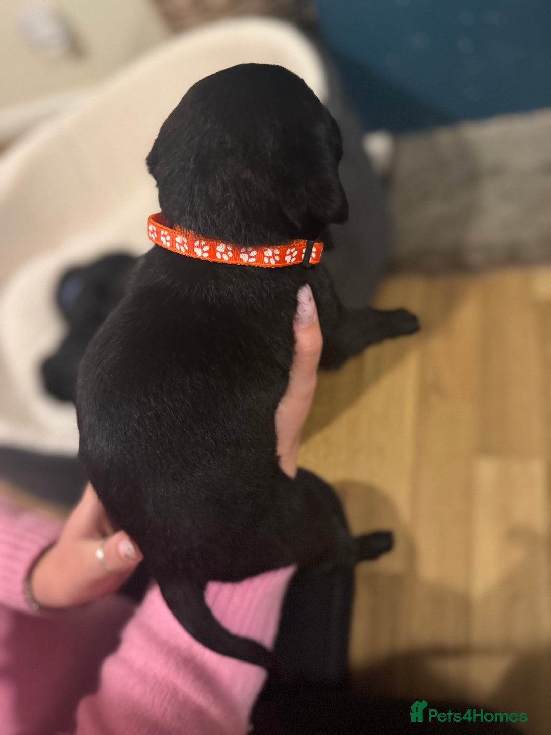 Labrador Retriever dogs for sale: Outstanding Litter of KC registered Labradors  - Image 26