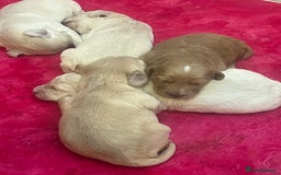 Labradoodle dogs for sale: Labradoodle puppies  - Image 5