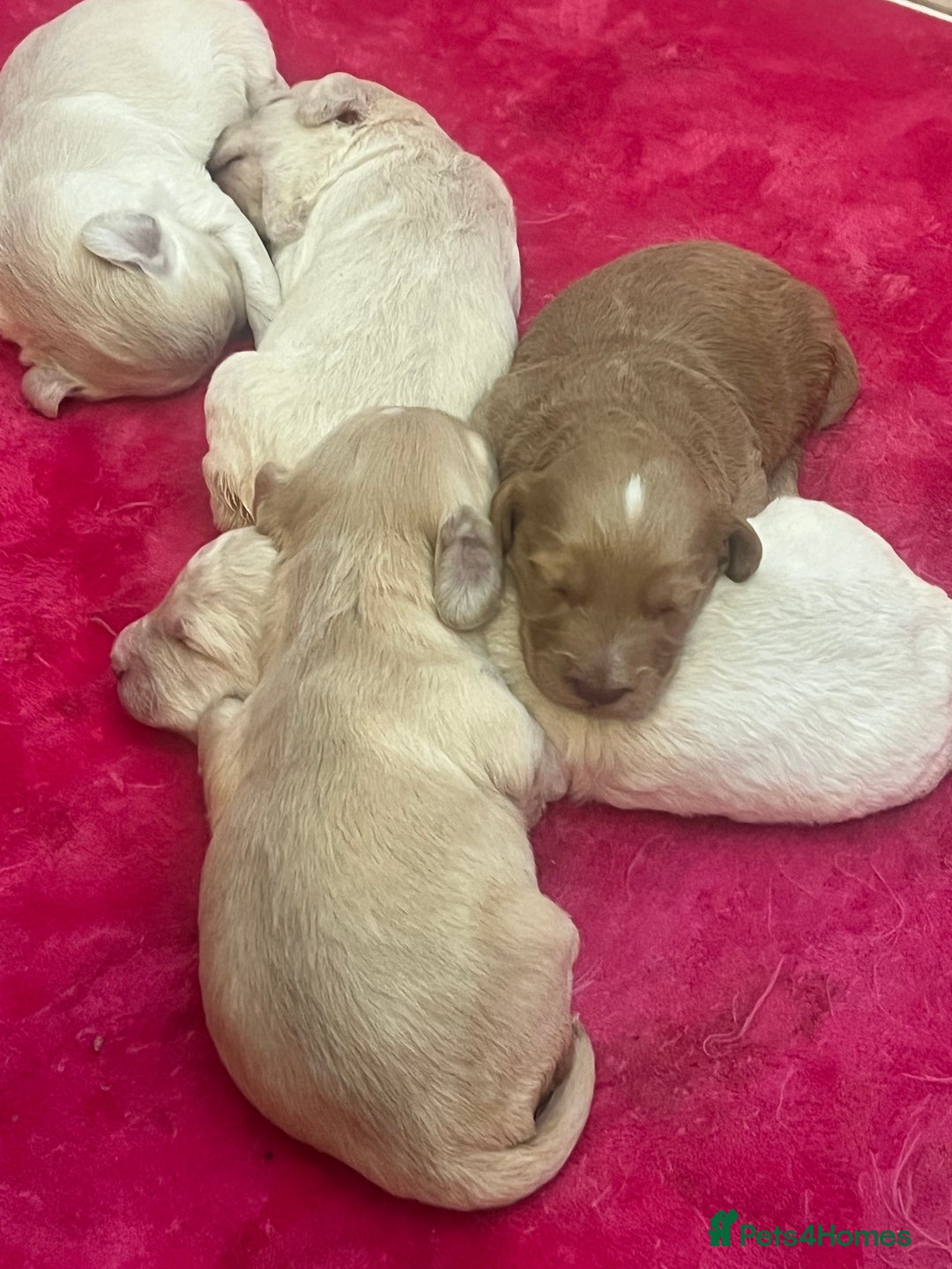 Labradoodle dogs for sale: Labradoodle puppies  - Image 5