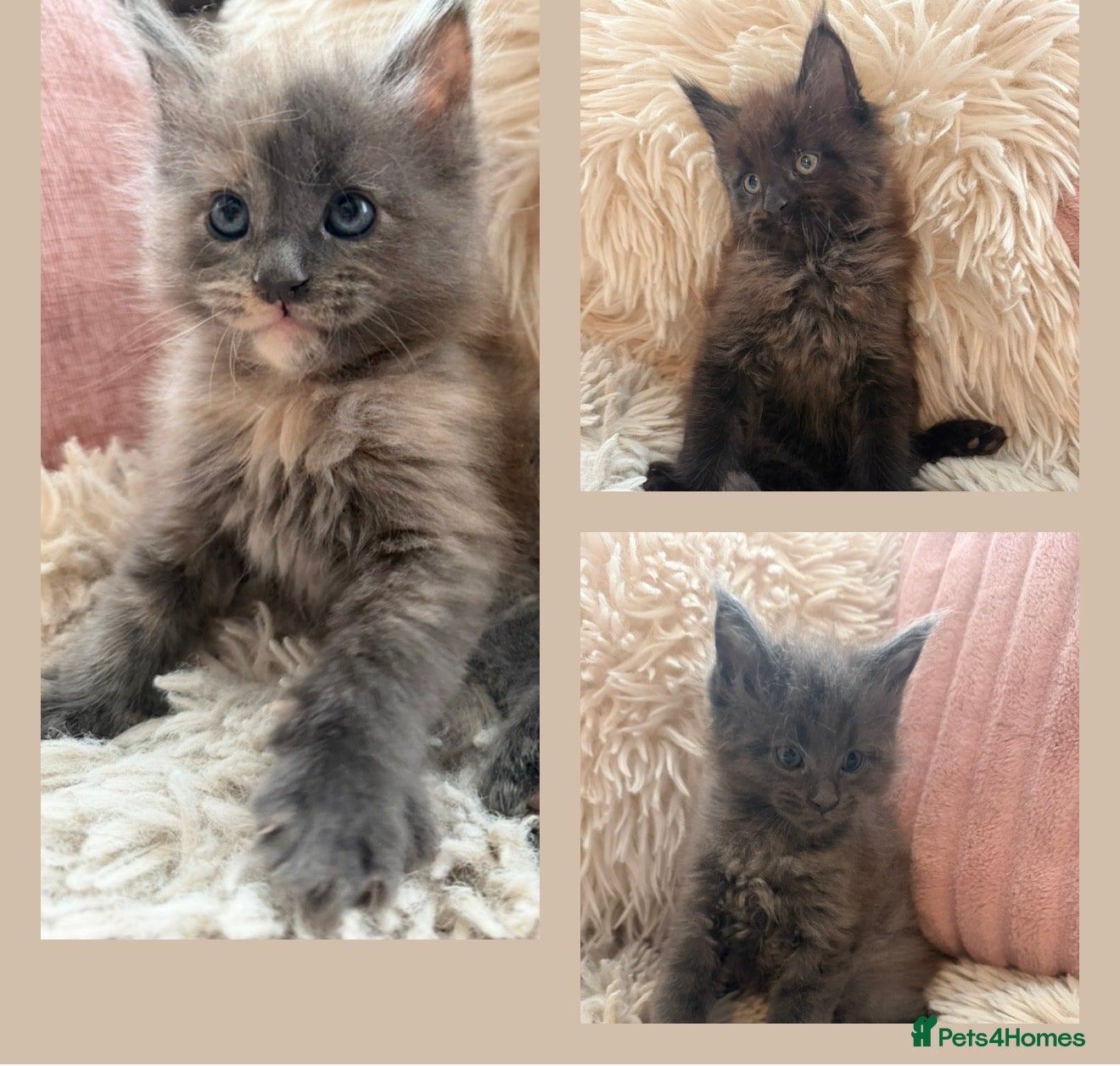 Maine Coon cats Fluffy maine coon kittens dad Russian line  - Advert 12