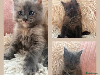 Maine Coon cats Fluffy maine coon kittens dad Russian line - Advert 13