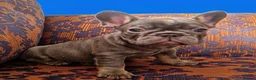 French Bulldog dogs for sale: 🌟REDUCED🌟only one girl and one boy left - Advert 17