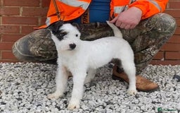 Parson Russell dogs for sale: Parson terrier pups  - Image 3