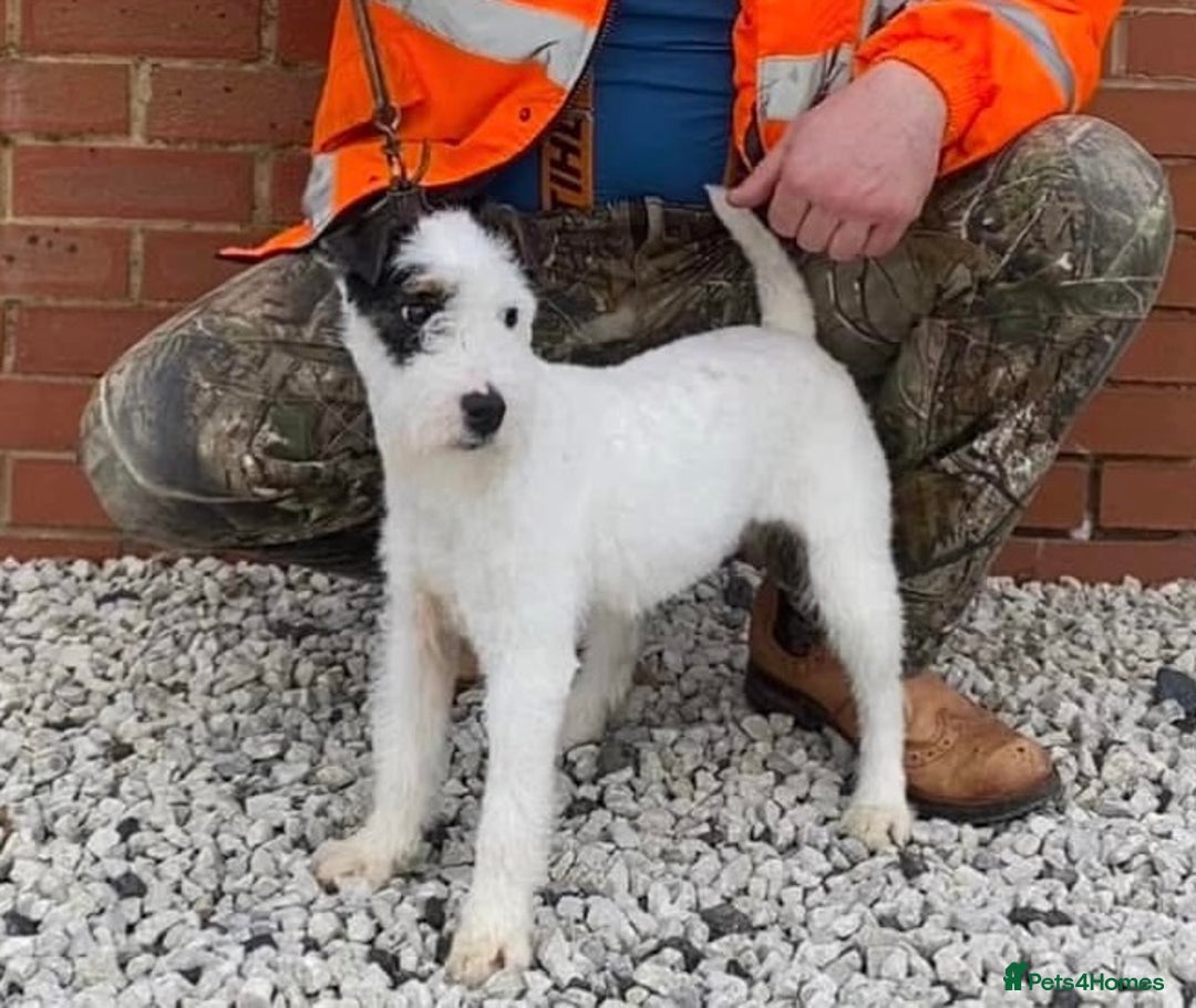 Parson Russell dogs for sale: Parson terrier pups  - Image 3