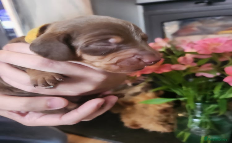 Miniature Dachshund dogs - Advert 8