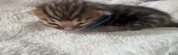 Bengal cats for sale: 5 Gorgeous Babies 🐾  in Southam - Advert 2