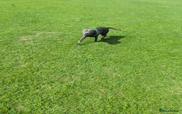 Staffordshire Bull Terrier dogs for sale: Blue female staff for sale  - Image 6