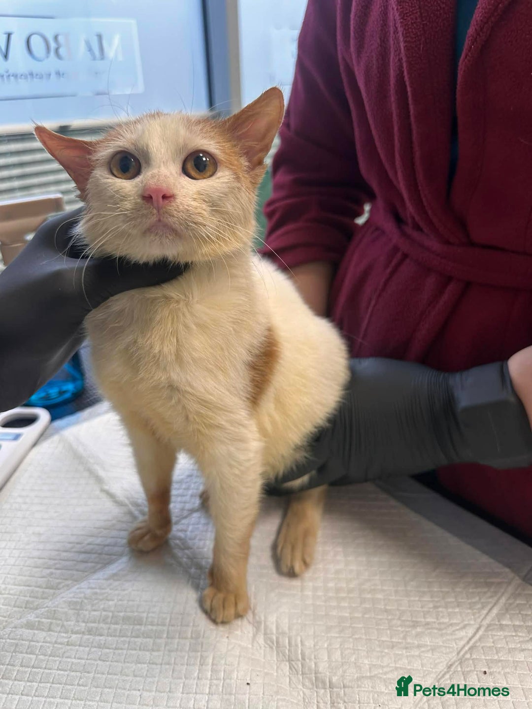 Mixed Breed cats for adoption: Apricot for adoption - Advert 6