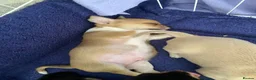 Chihuahua dogs for sale: Chihuahua puppies 1 boy💙 left  - Advert 18