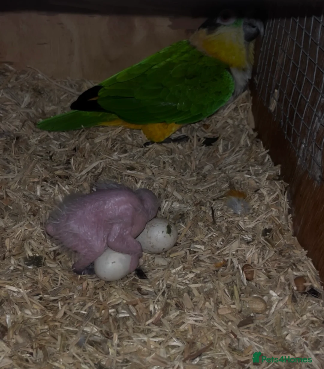 Parakeets birds for sale: Bonded pair of black headed caique  - Advert 2