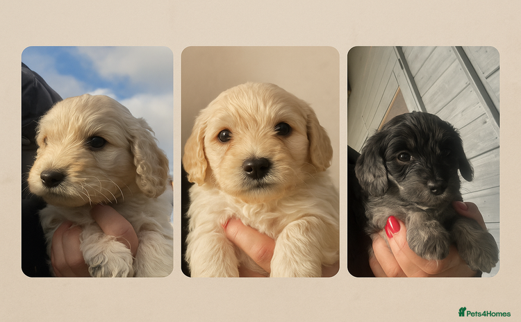 Cockapoo dogs - Advert 1