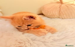 Mixed Breed cats for sale: 5 floofy kittens ready to find their forever homes - Image 8