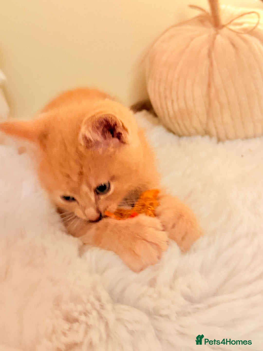 Mixed Breed cats for sale: 5 floofy kittens ready to find their forever homes - Image 8
