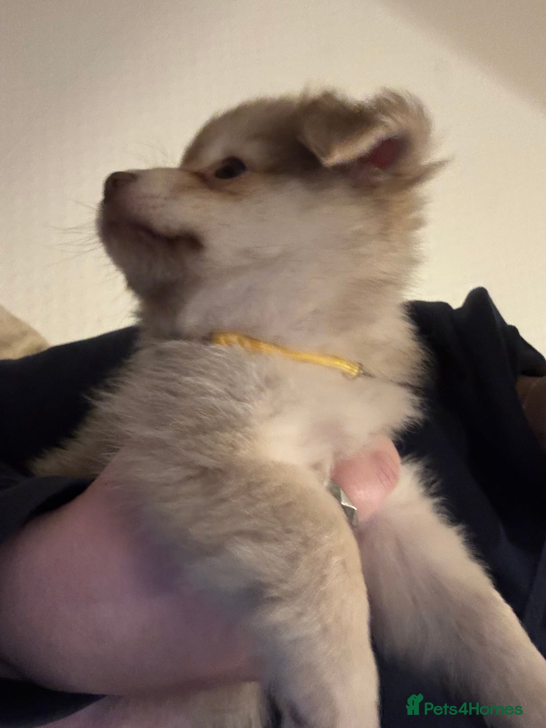 Chihuahua dogs for sale: Only 2 left! Chihuahua x Dachshund Puppies - Advert 7