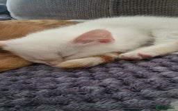 Mixed Breed cats for sale: Only one beautiful kitten remaining! - Image 6