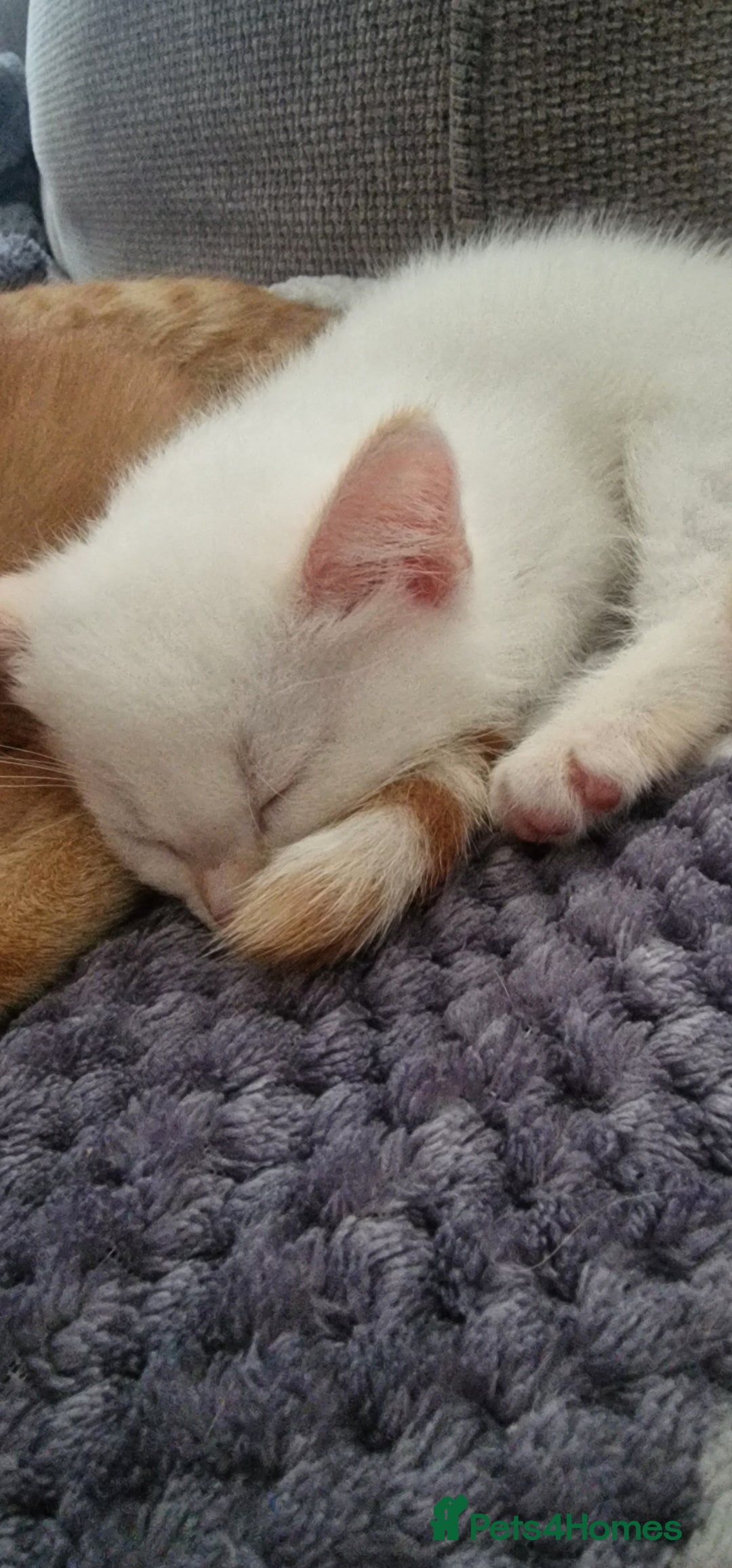 Mixed Breed cats for sale: Only one beautiful kitten remaining! - Image 6