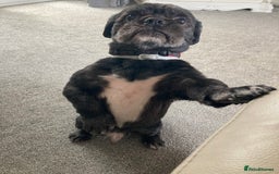 Shih Tzu dogs for stud: Dog for stud  - Image 4