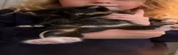 British Longhair cats for sale: Beautiful ginger and tortoiseshell kittens  - Advert 3