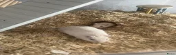 Gerbil rodents for sale: Two gerbils with cage  - Advert 4