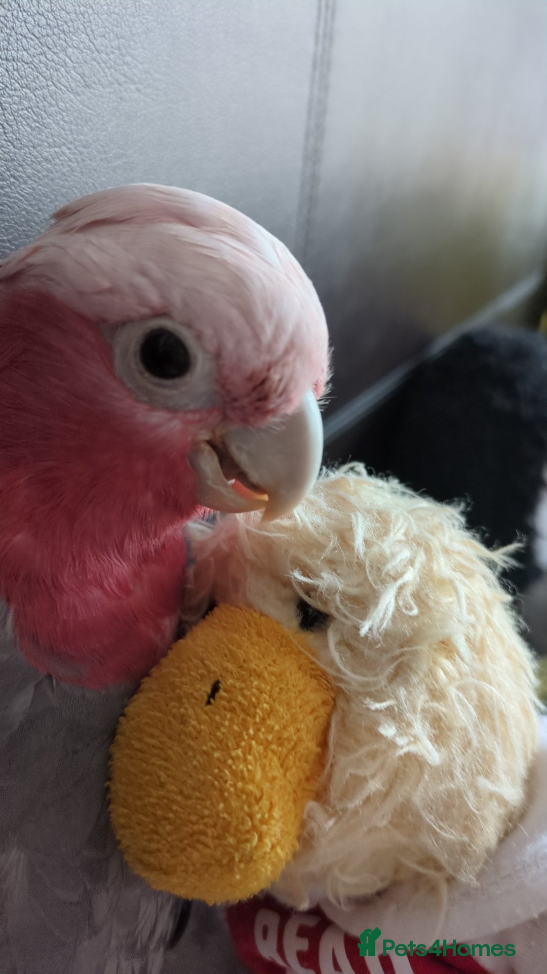 Cockatoo birds for sale: Galah cockatoos boy&girl available silly tamed - Image 15