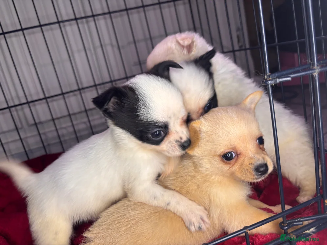 Pomchi dogs for sale: Pomchi puppy’s  - Advert 20
