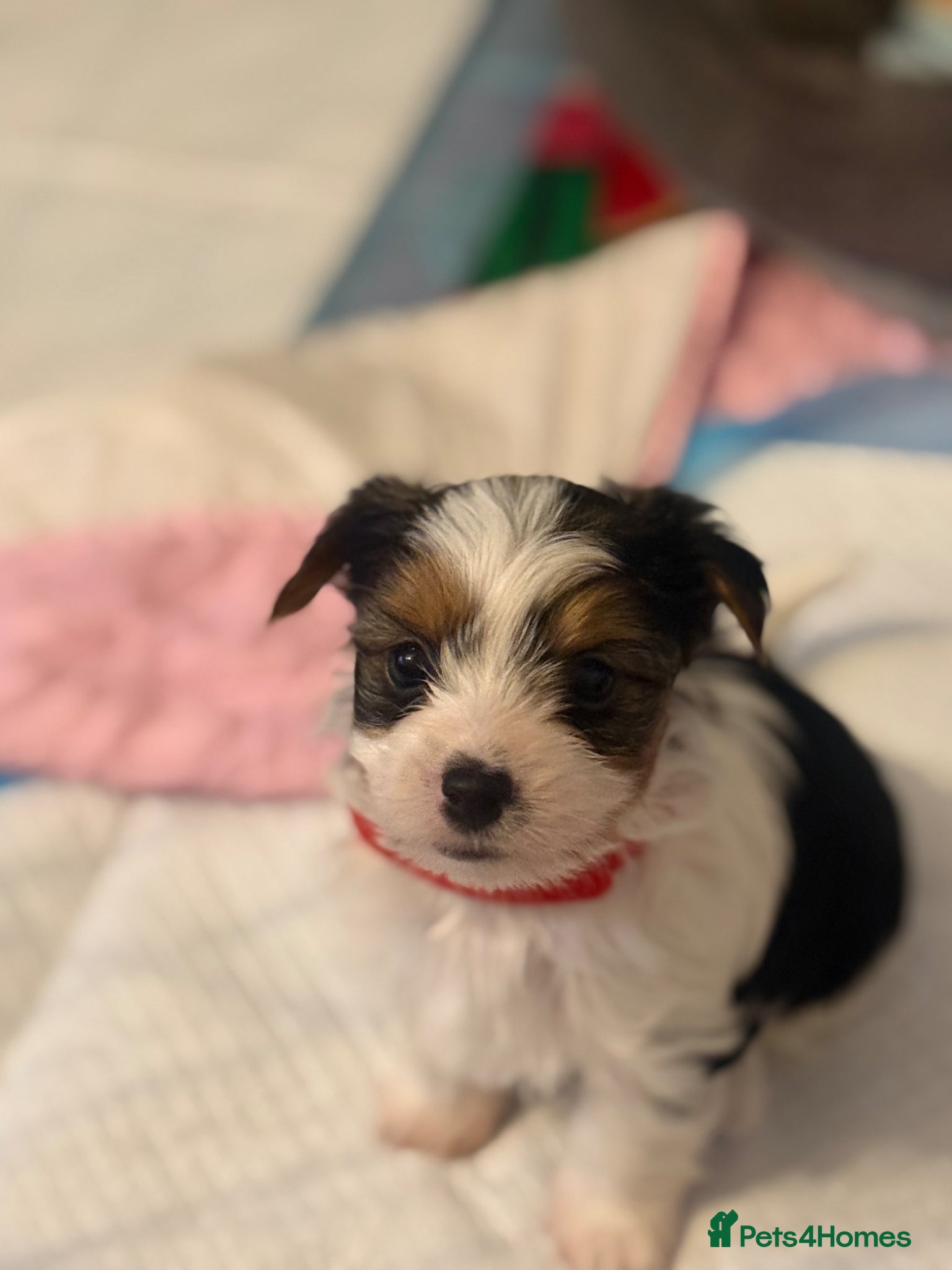 Biewer Terrier dogs 🐶 Beautiful Biewer Yorkshire Terrier Puppies🐶 - Advert 2