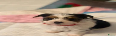 Biewer Terrier Puppy 3 (Alvin)