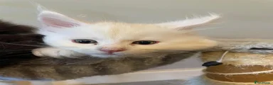 Maine Coon 4