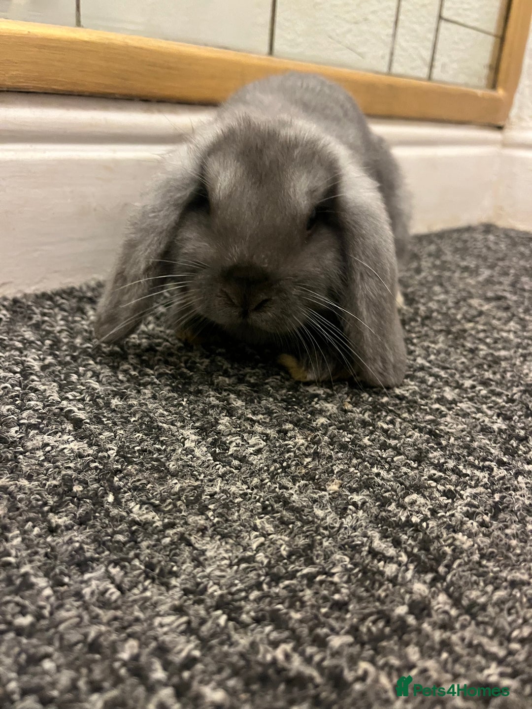 French Lop rabbits for sale: Little bunny’s  - Advert 6