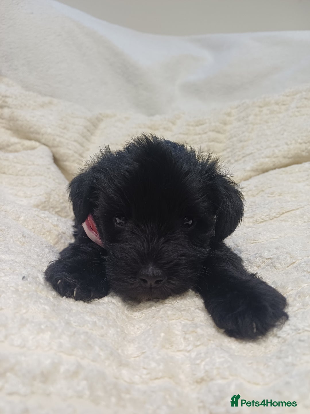 Miniature Schnauzer dogs for sale: Miniature Schnauzers  - Advert 4