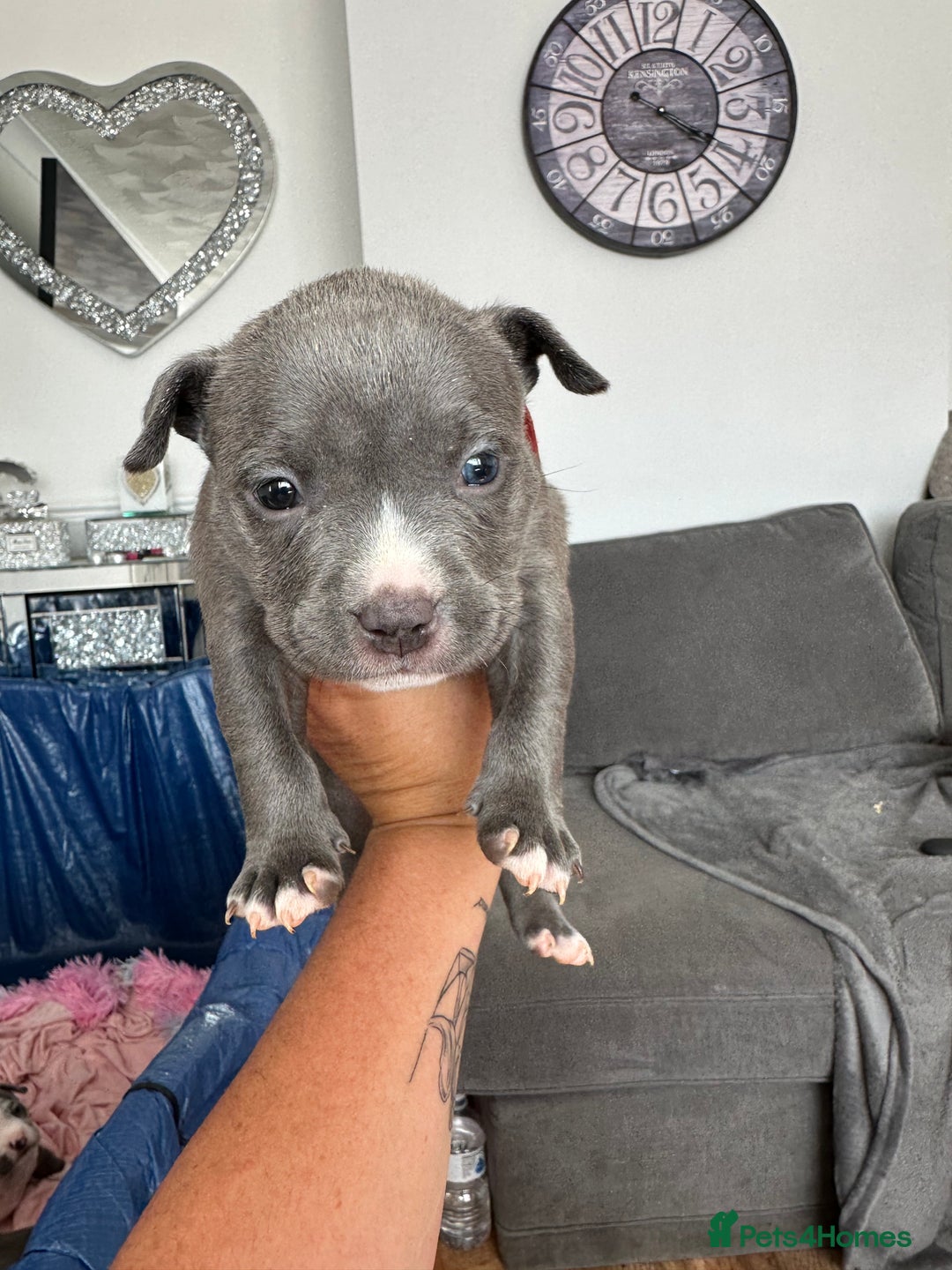 American Bully dogs for sale: ABKC pocket bully - Image 5