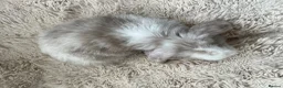 Mini Lop rabbits for sale: Mini Lops Ready to Leave  - Advert 12