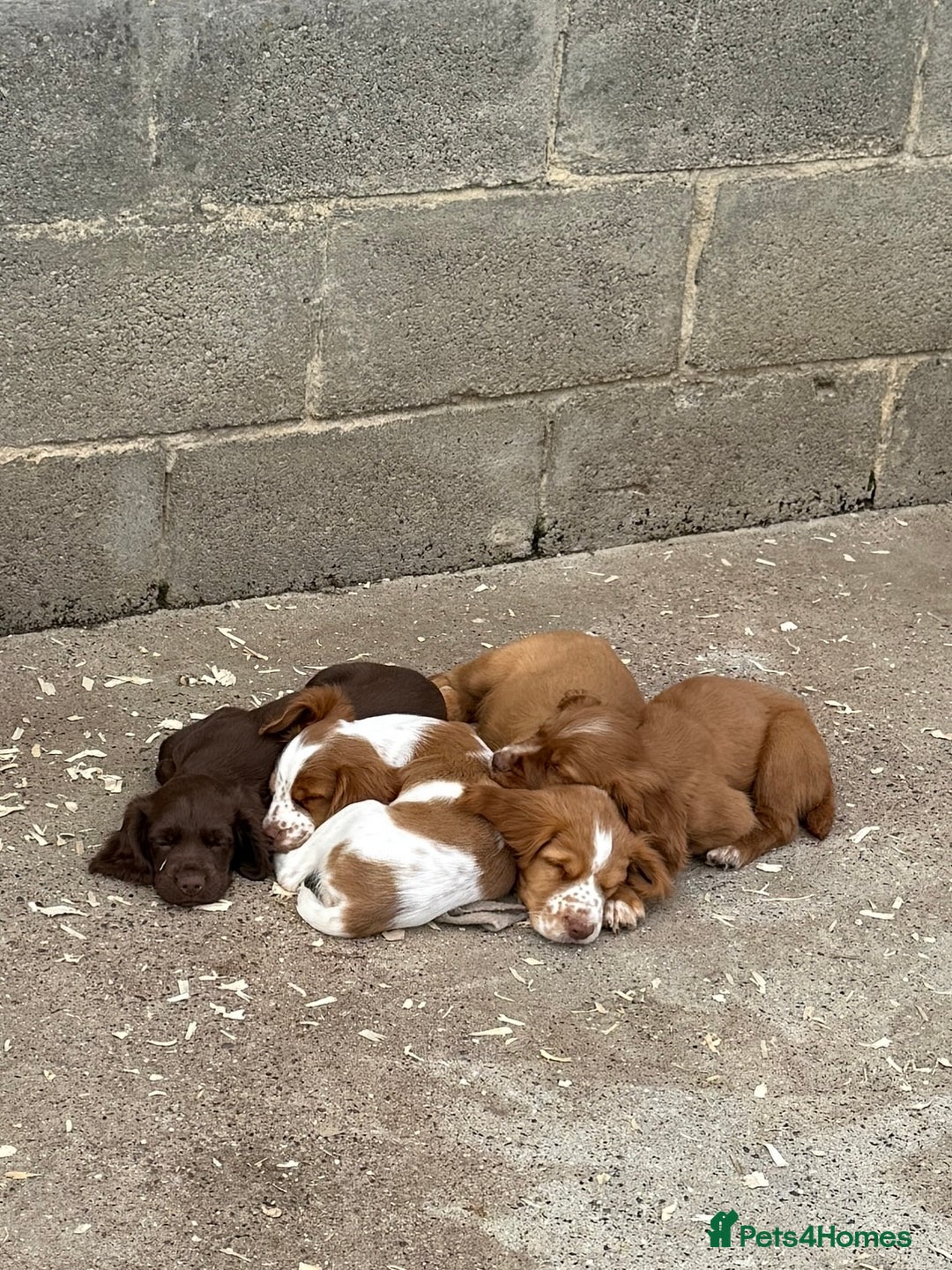 Cocker Spaniel dogs for stud: Cracking cocker spaniel for Stud  - Advert 3