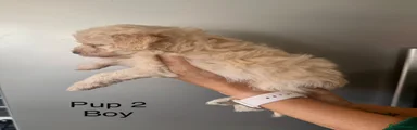 Cockapoo 2