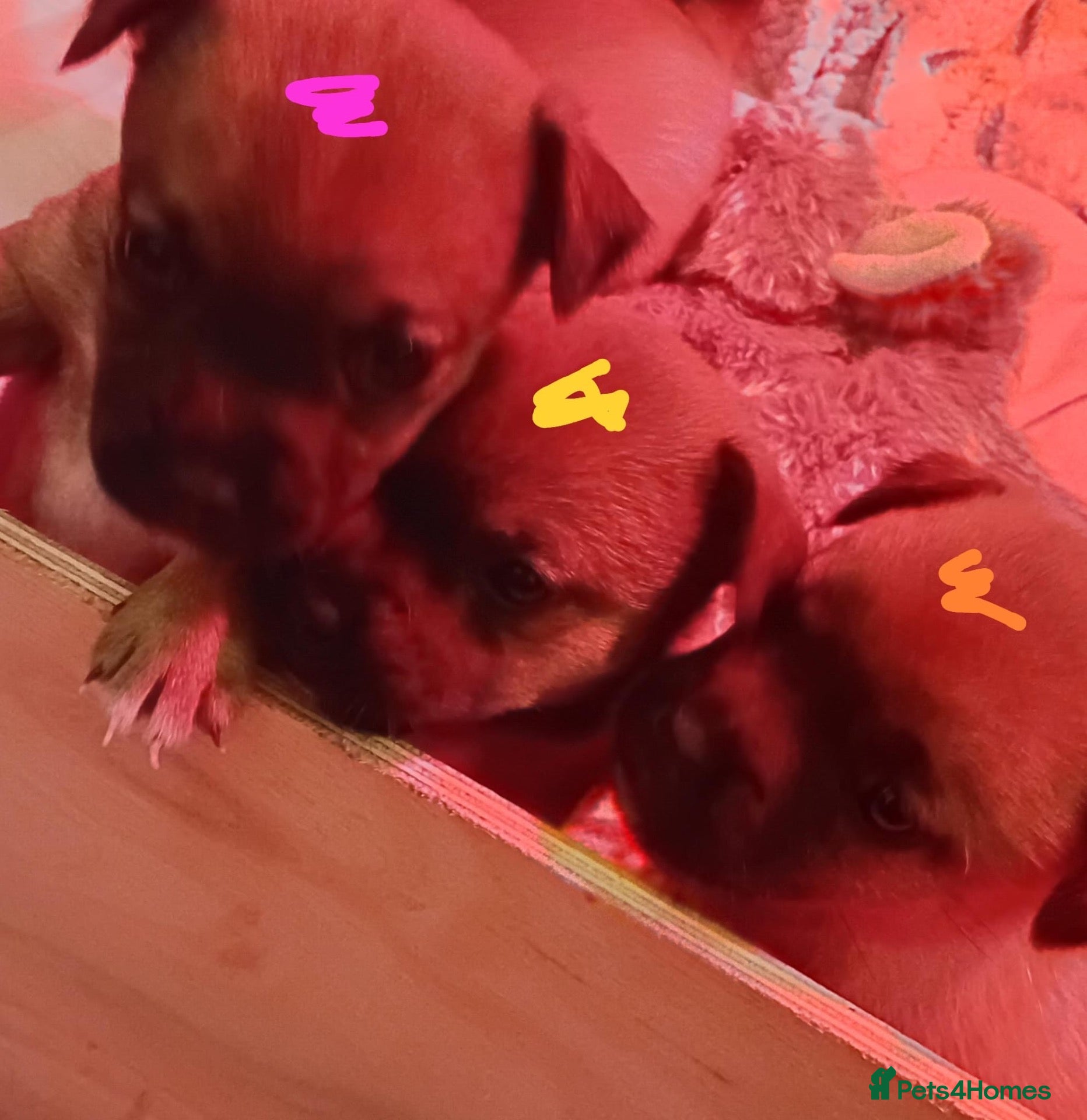 Jug dogs for sale: Jug puppies  - Advert 1