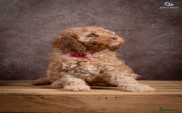 Cockapoo dogs for sale: **Ready Now**Miniature F1B Cockapoos  - Image 5