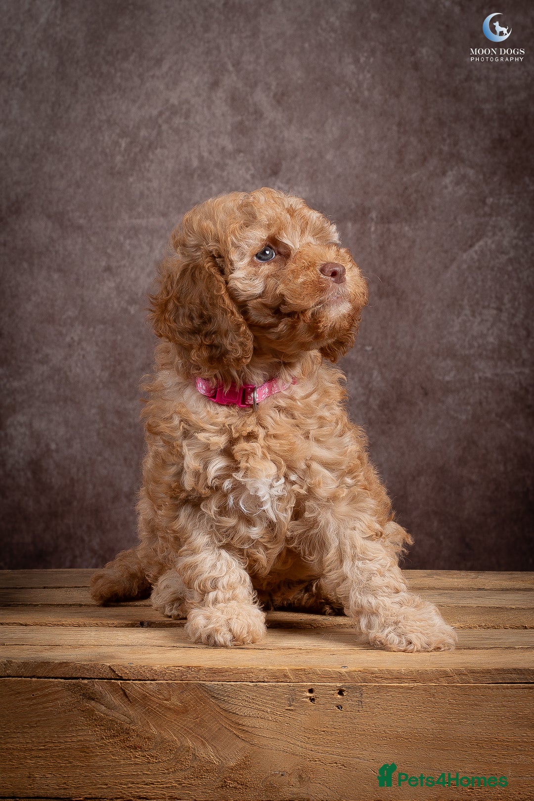 Cockapoo dogs for sale: **Ready Now**Miniature F1B Cockapoos  - Image 5