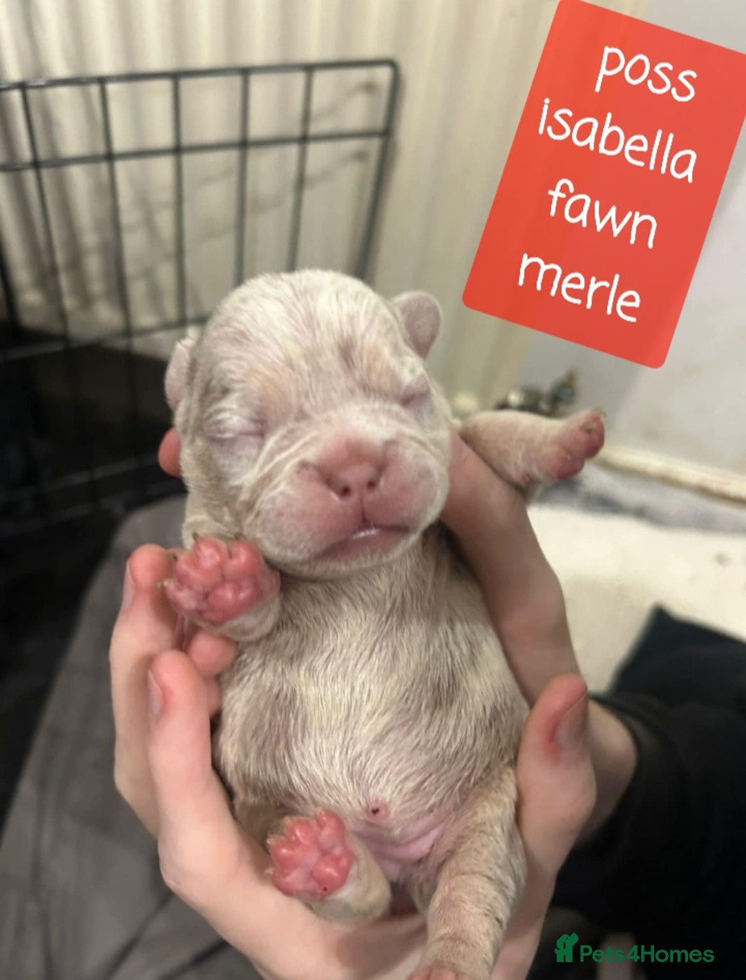 French Bulldog dogs for sale: Merle/Lilac/Isabella Fawn Frenchies - Image 6