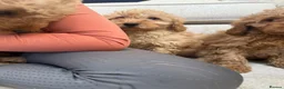 Labradoodle dogs for sale: Stunning miniature multigen labradoodle puppies - Advert 16