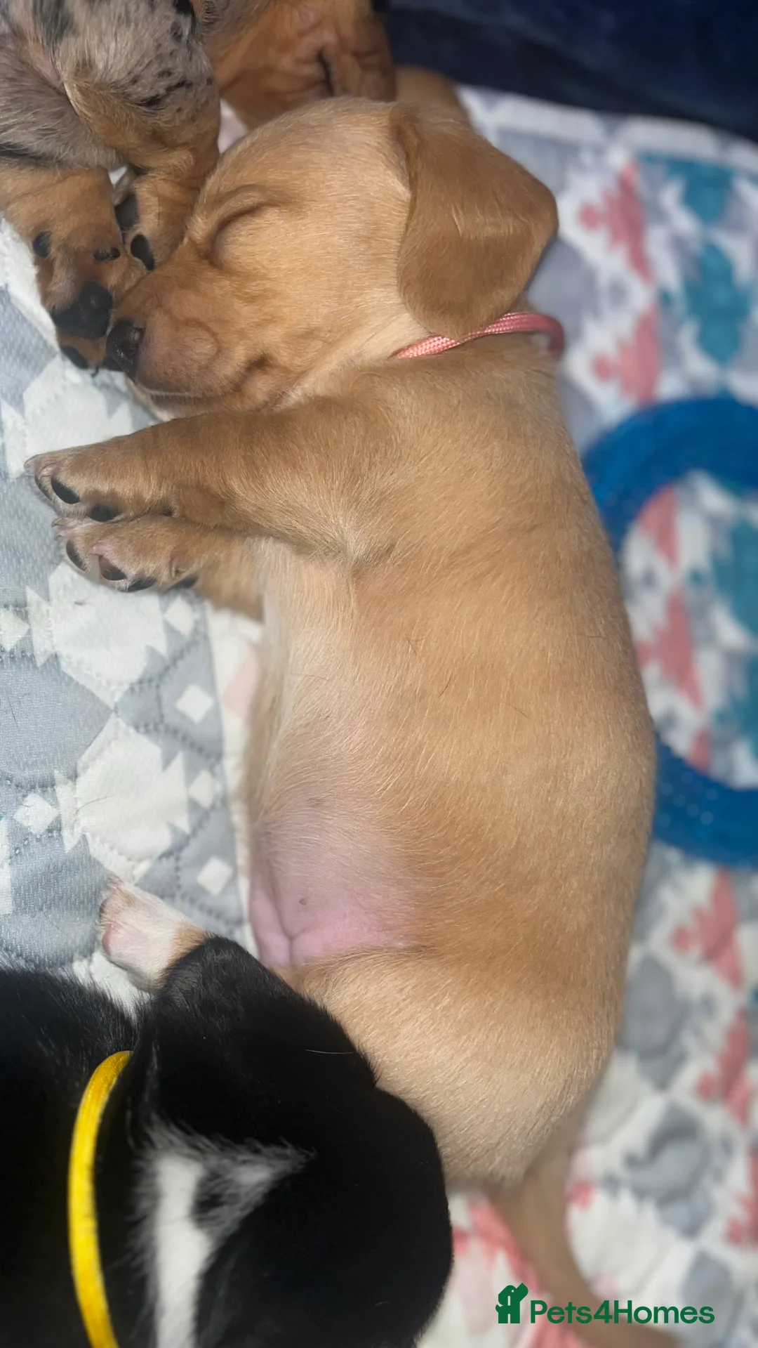 Miniature Dachshund dogs for sale: Minature Dachshunds (cream carriers) - Advert 18