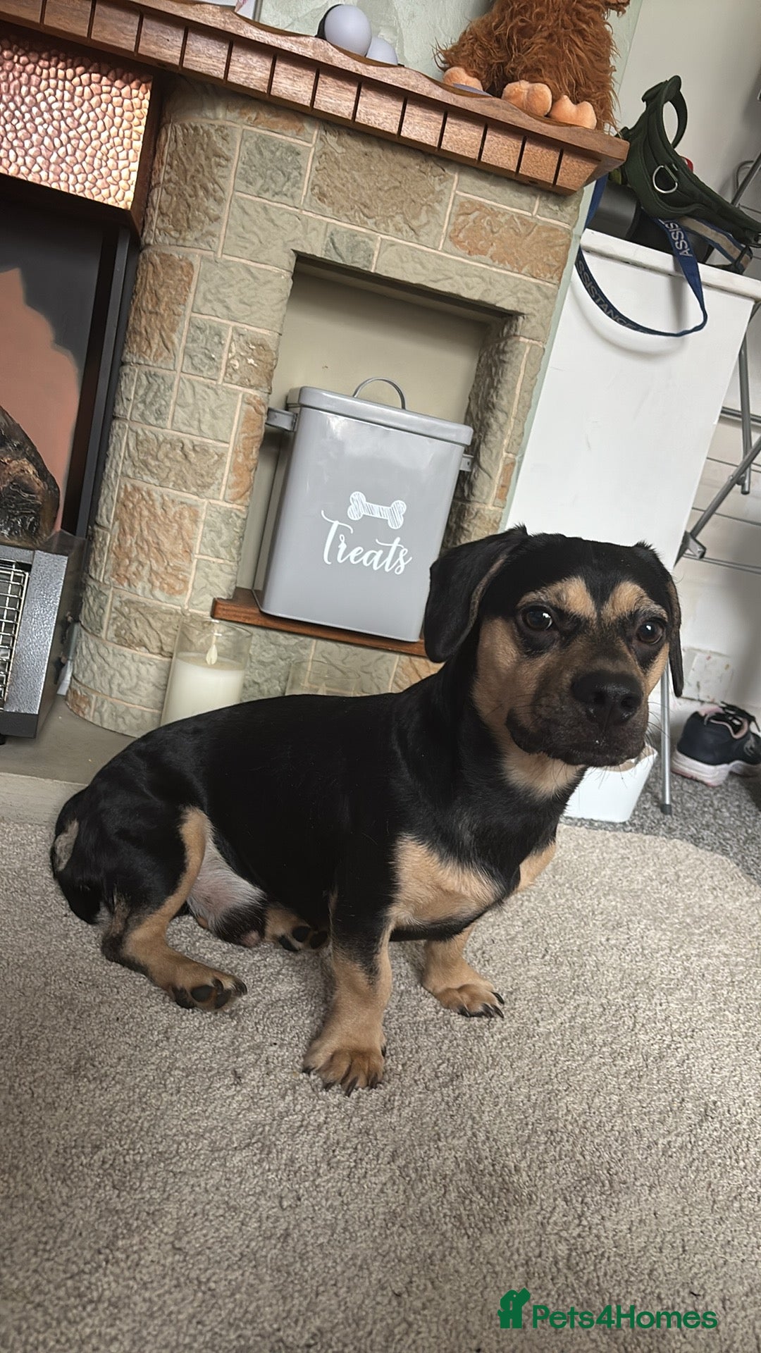 Mixed Breed dogs Small mixed breed boy - Advert 7